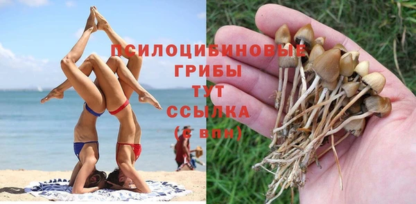 PSILOCYBIN Аркадак